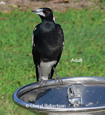 Adult Magpie on drinking fountain