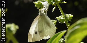 Image of Cabage White butterfly