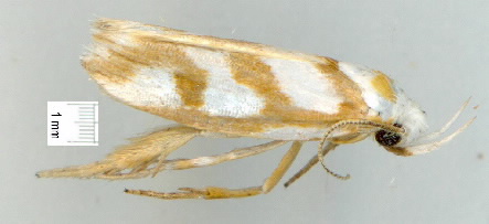Plectophila thrasycosma, Xyloryctinae, Xyloryctidae image