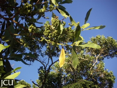 Image of Aciai mangium leaves and pods