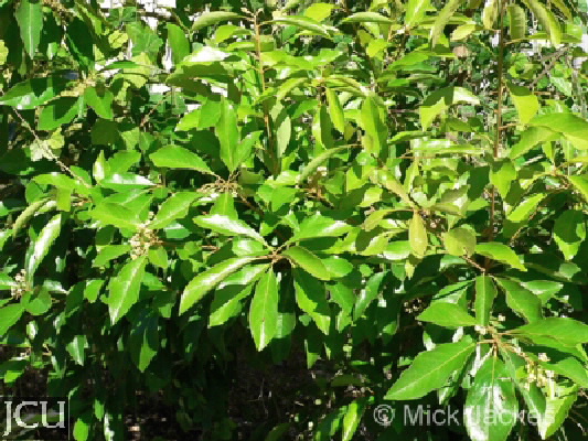 Pittosporum ferrugineum subsp. Linifolium