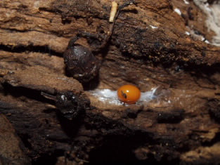Egg cocoon of Platydemus manokwari. 