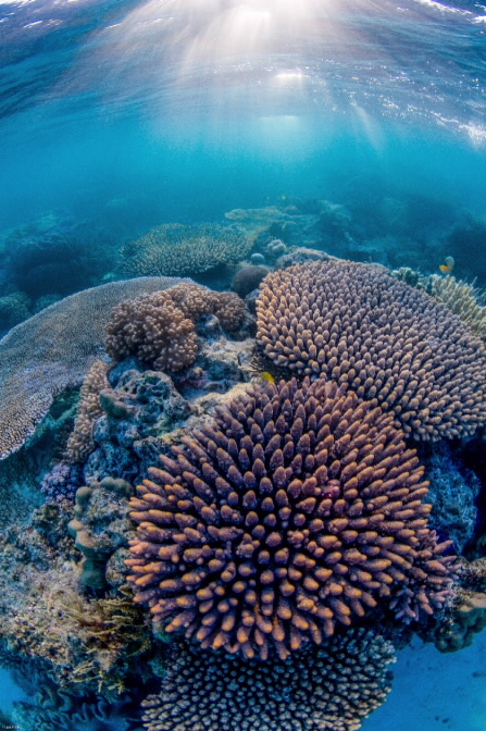 coral reef. 