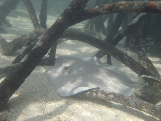 stringray hiding in mangrove roots. 
