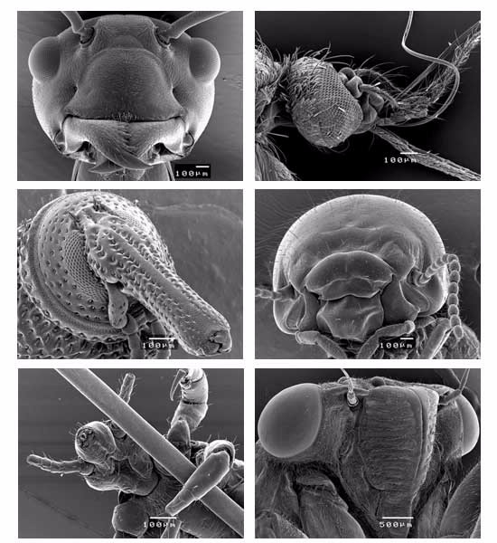  insects under electron microscope