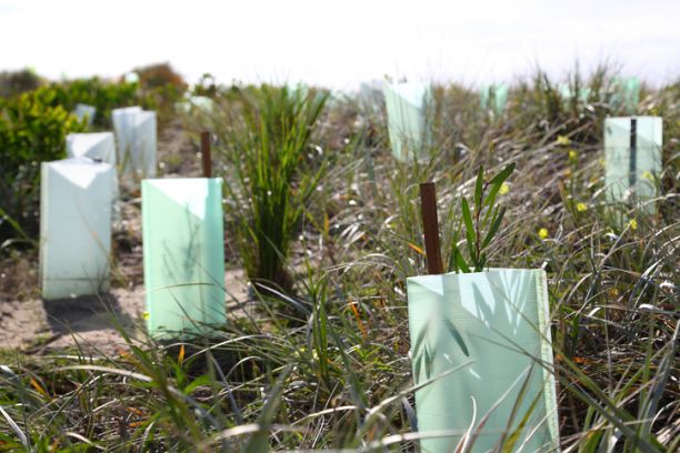 Clusters of plants protected with a stake and plastic to establish plants in a sandy environment to prevent erosion. 