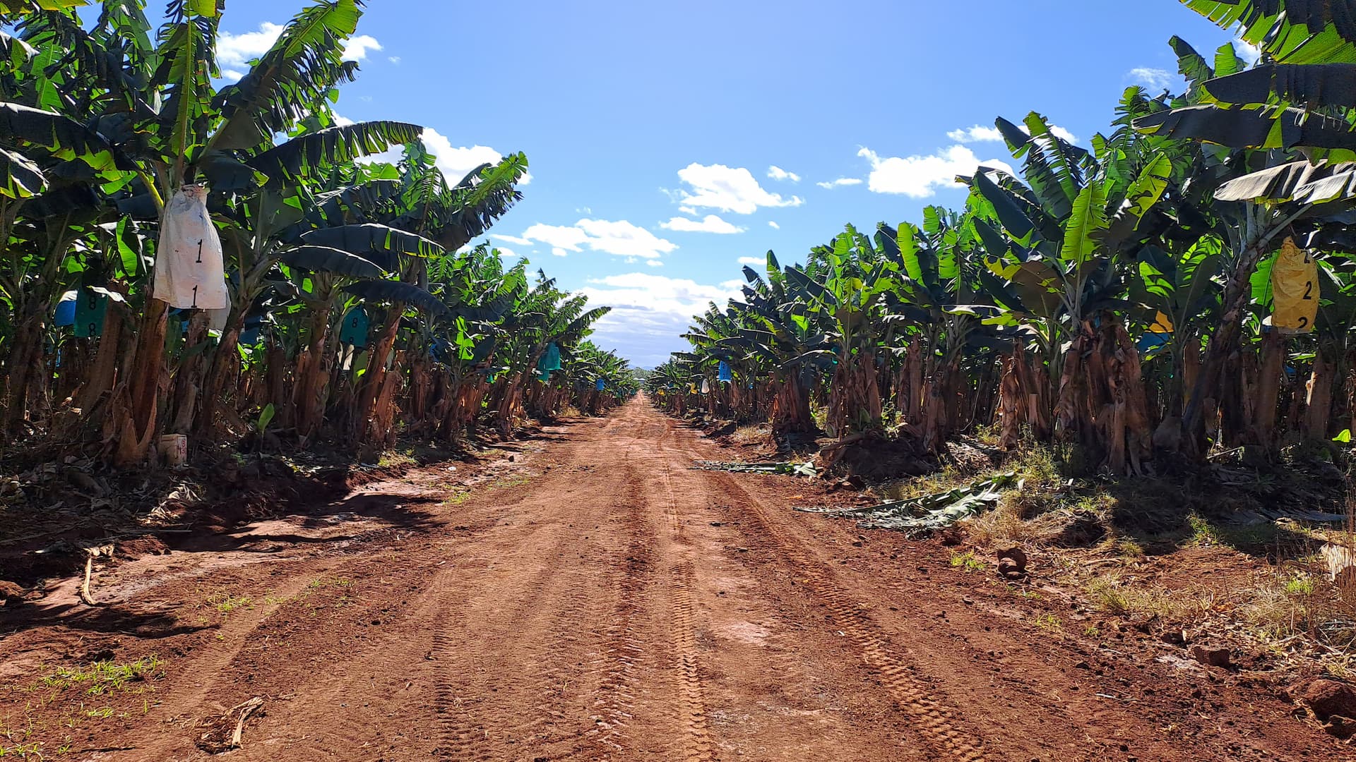 Dirt road in the middle of a banana farm. 