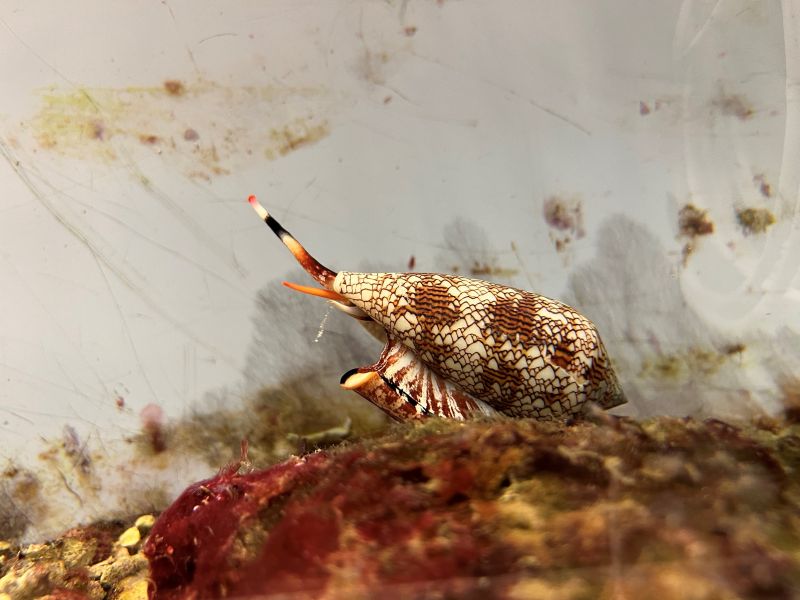 Cone snail by David Wilson