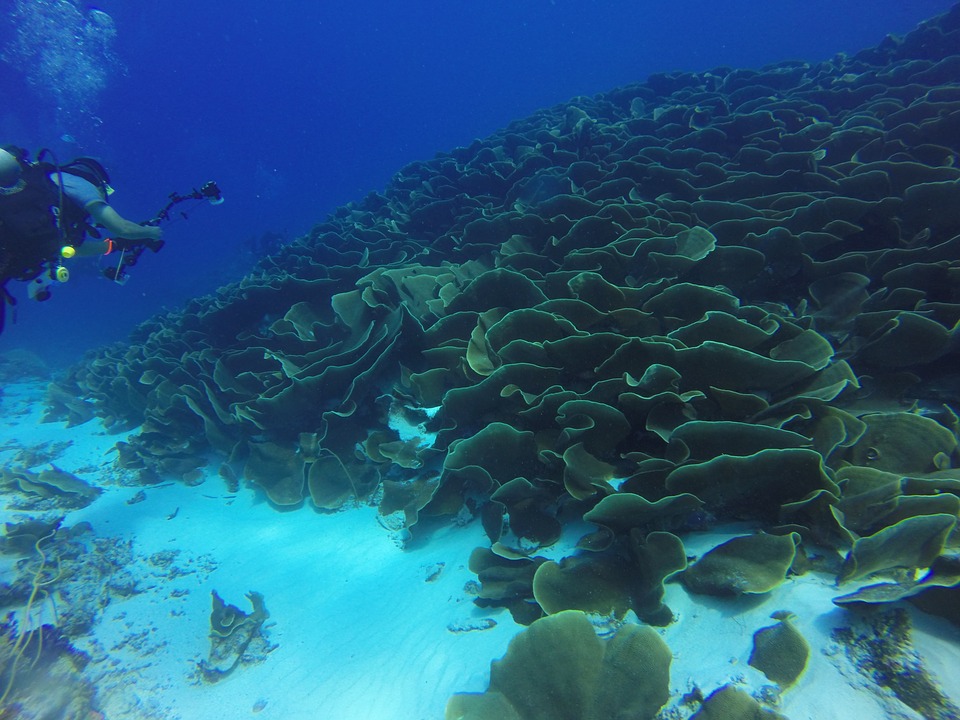 How long does it take coral reefs to recover from - Feb 2019 - JCU Australia