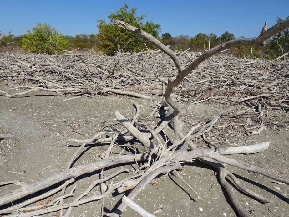 Piles of mangrove timber, Gulf of Carpentaria