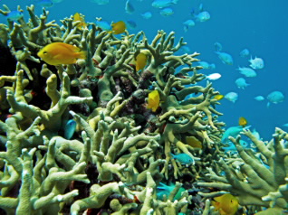  colourful fish in coral reef