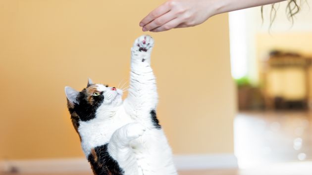 A calico cat reaches up to snatch a treat from hand