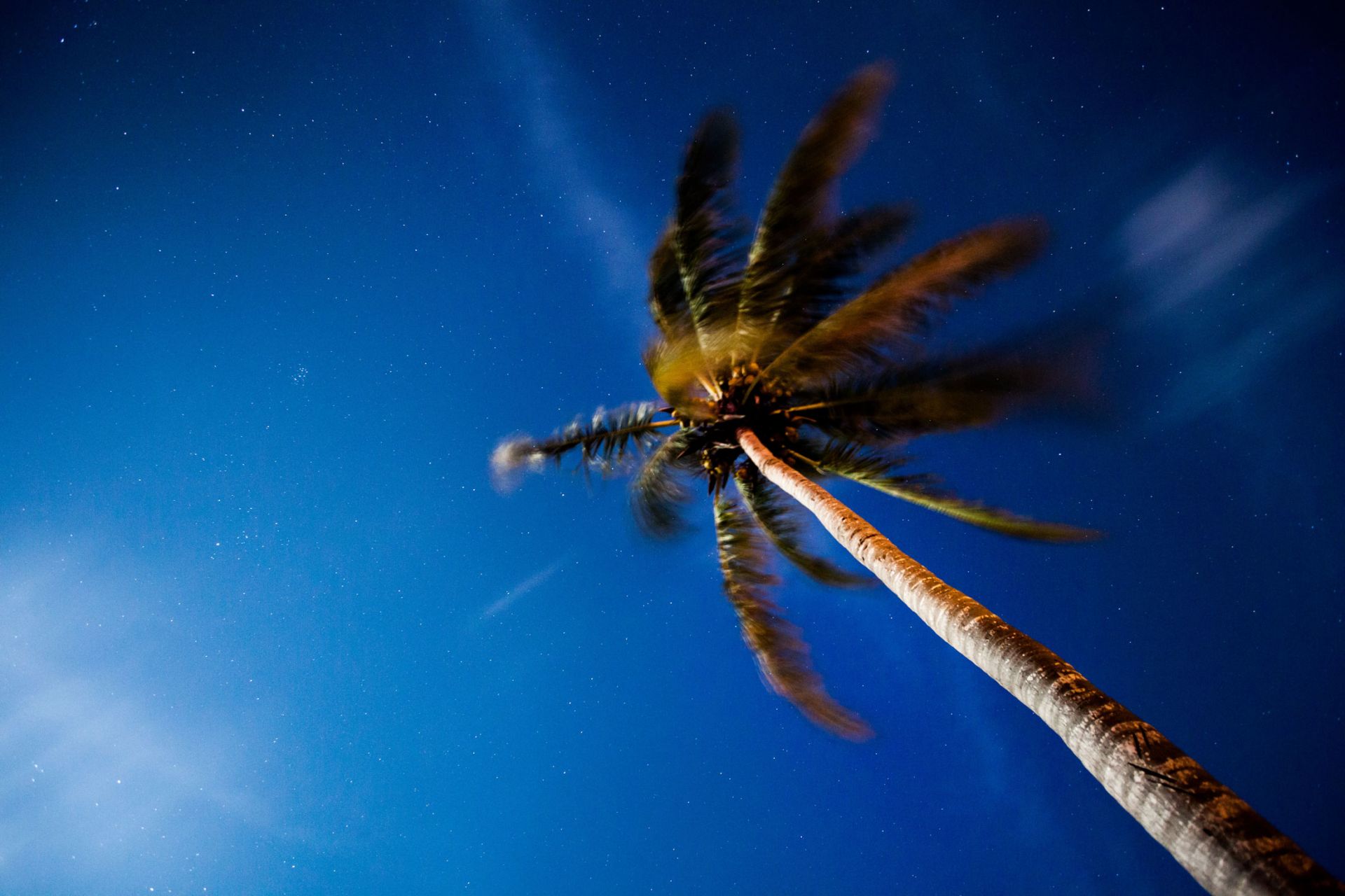 looking up to a palm tree blowing in wind