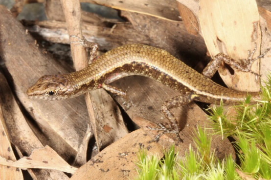 The Cape Melville Shade skink.  Photo by Conrad Hoskin