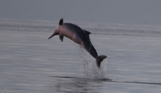 A humpback dolphin jumping out of the water.