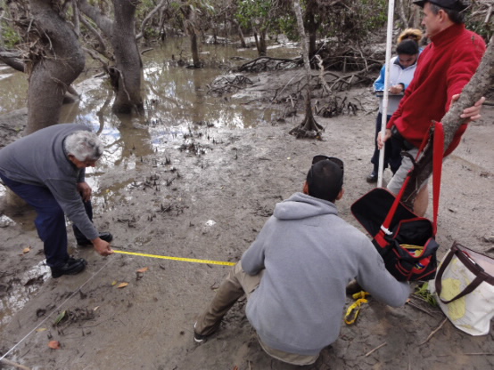 people measuring area in mangroves. 