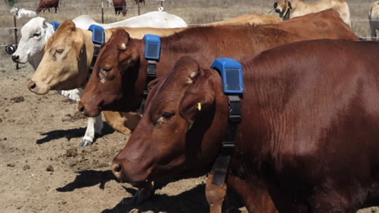 Cows wearing  tracking collars as part of Digital Homestead research. 