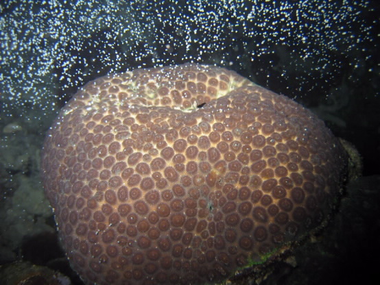 brain coral spawning. 
