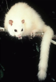 White Lemuroid Ringtail Possum. 