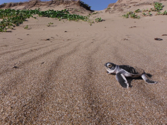 baby turtle on a beach. 