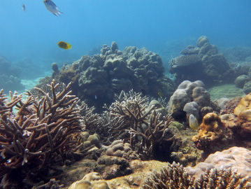 Recovering coral reef