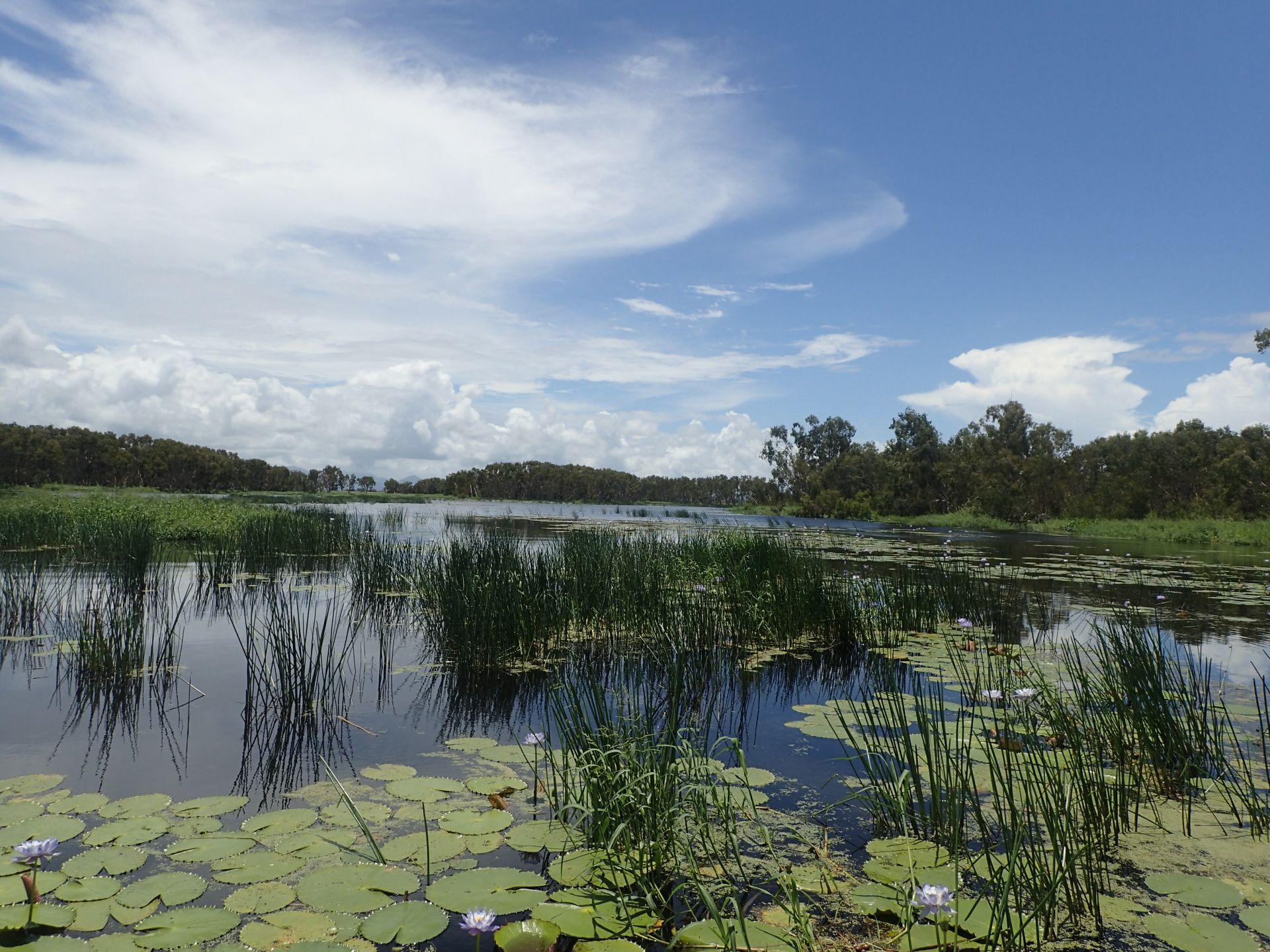 Mungalla wetlands