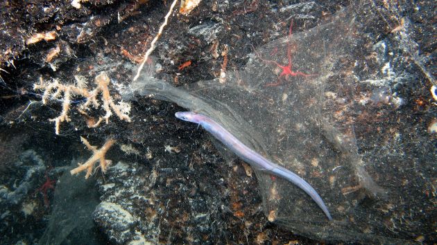 grey cutthroat eel