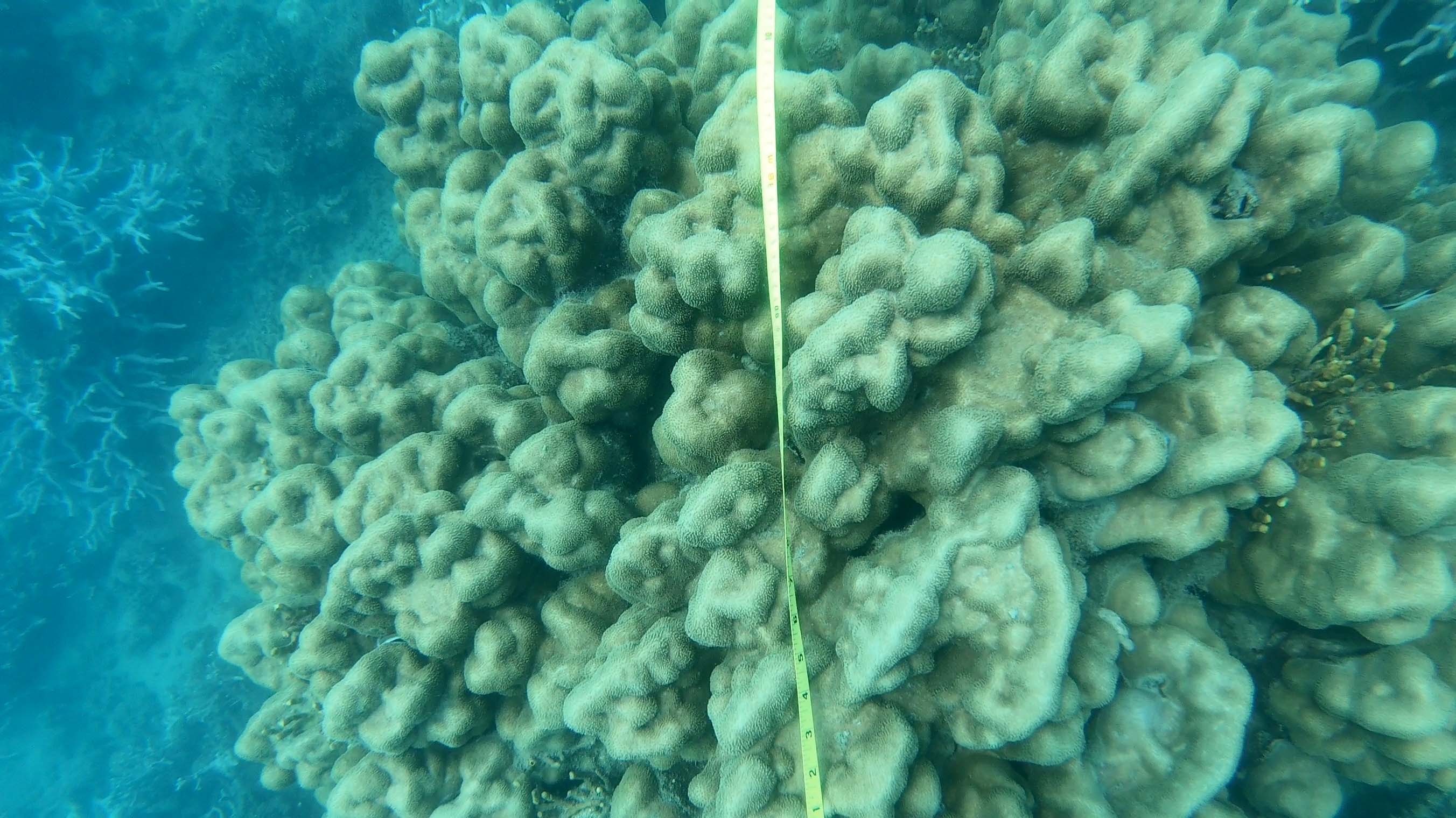 section of coral reef with a tape measure laid over it