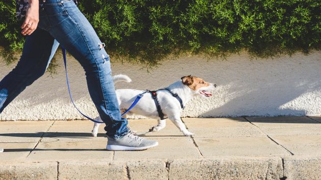 A Jack Russell terrier on a walk with owner