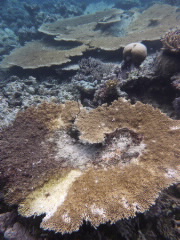  diseased coral