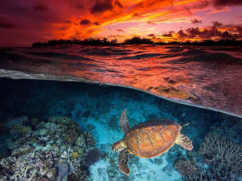 turtle swimming on reef at dusk. 