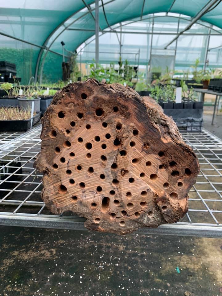 Bee hotel created from old tree log