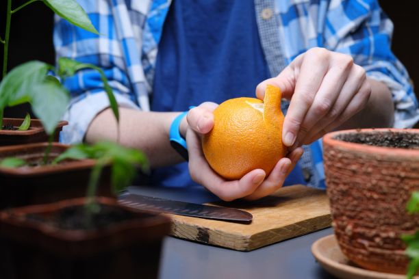 A person peeling an orange fruit on a chopping board surrounded by small plant pots. 