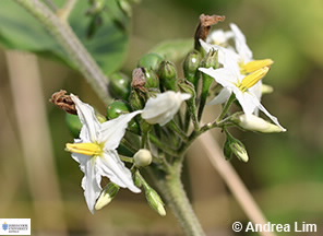 Iamge of flower of Solanum torvum