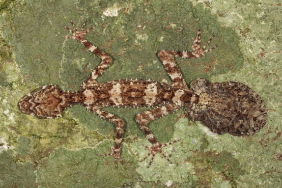 Leaf-tail gecko. Photo by Conrad Hoskin