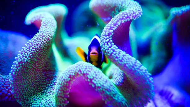 Fish in a coral