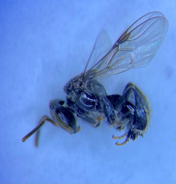 Close up of native stingless bee under a microscope