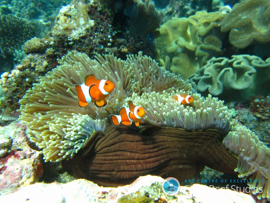 Orange clownfish