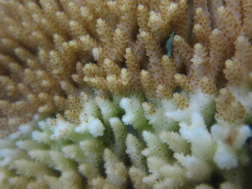 coral that is half bleached 