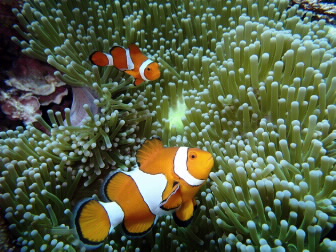 Clown fish in Anemone. 