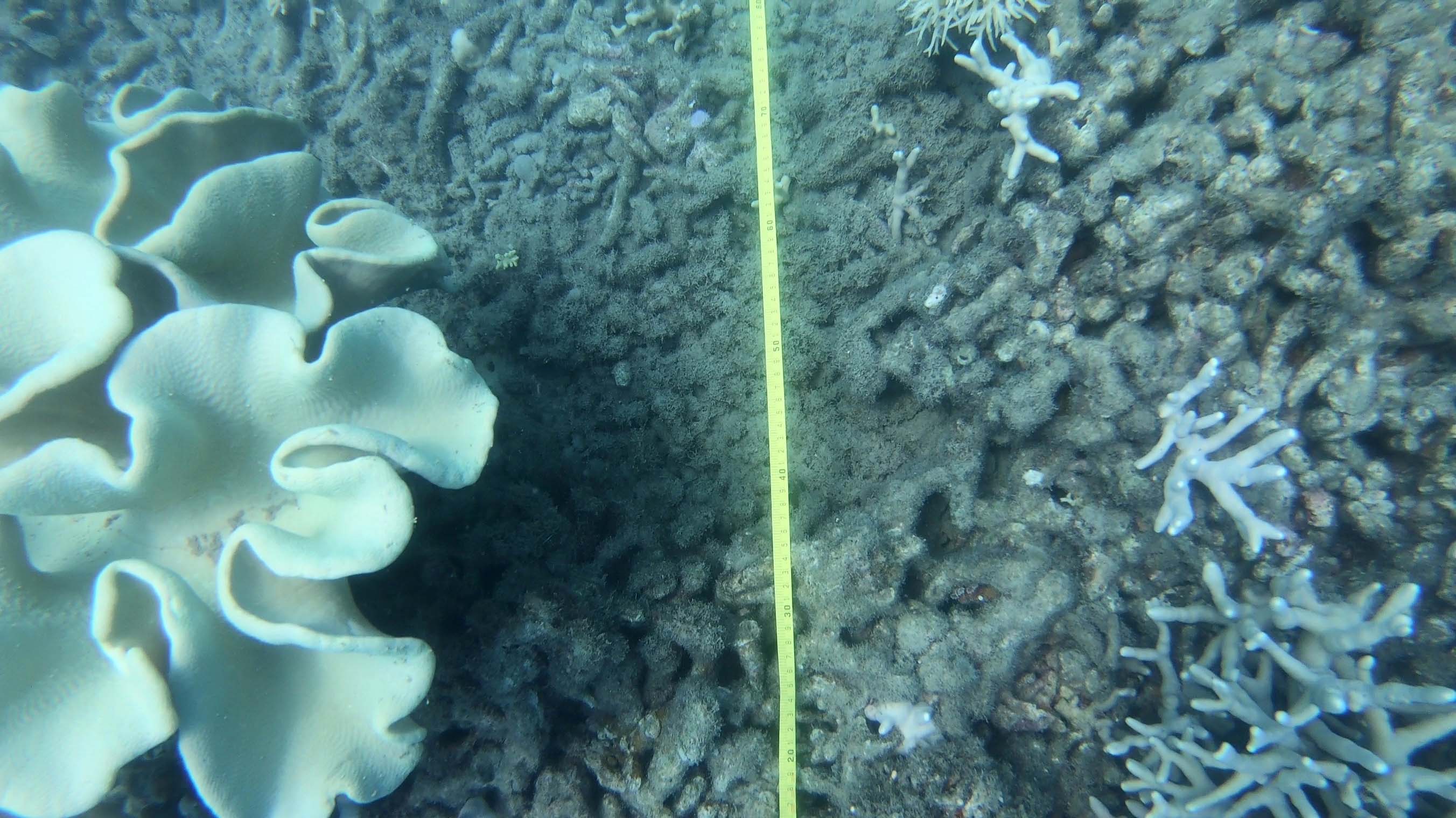 coral reef section with a tape measure laid across it