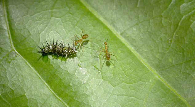 Yellow crazy ants attack a caterpillar