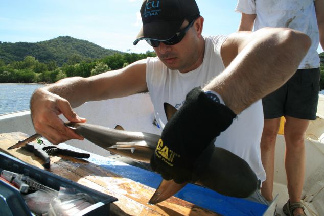 Tagging a blacktip reef shark