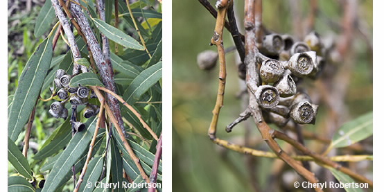 Images of Eucalyptus curtisii fruit