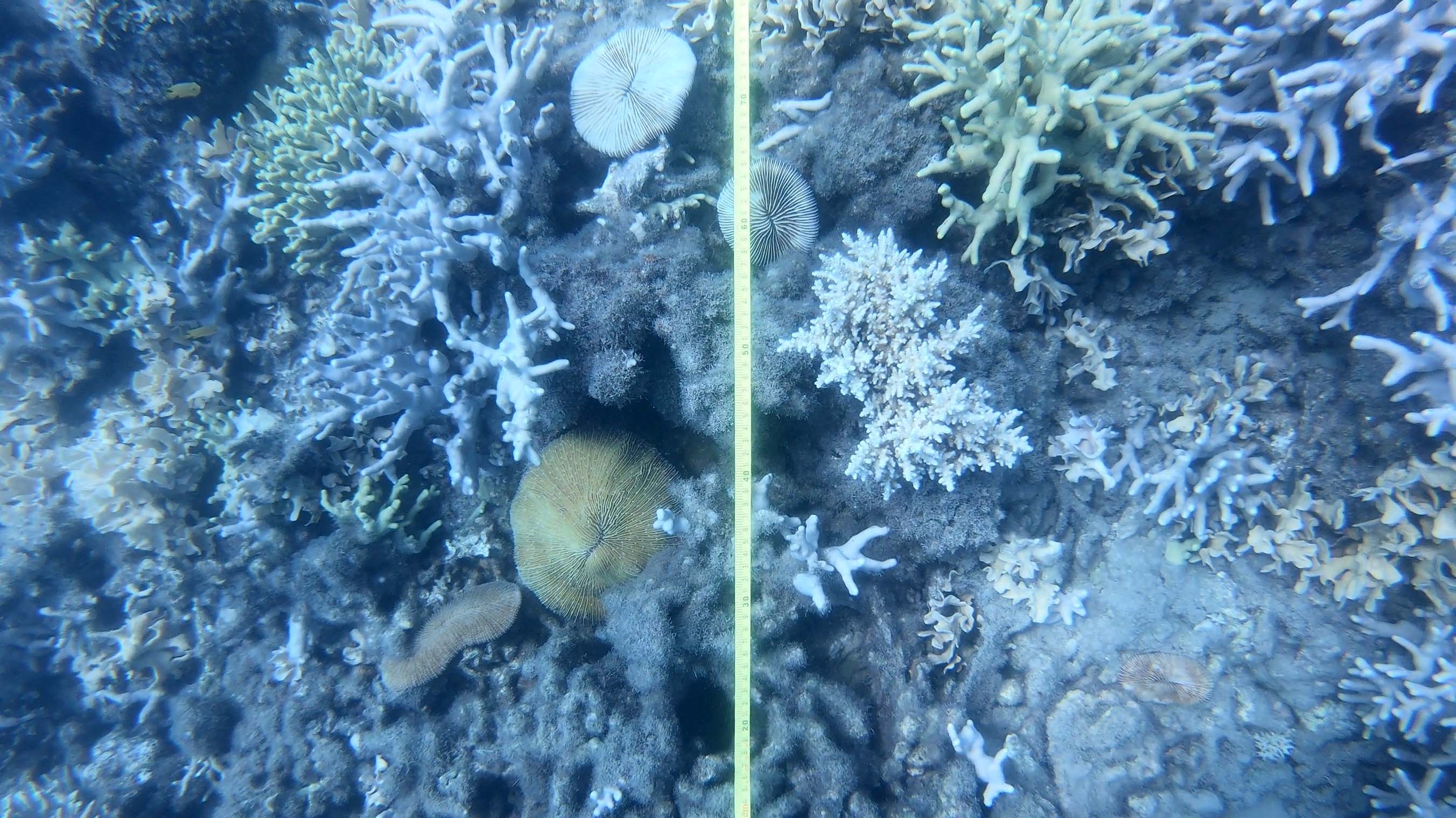 coral reef with a tape measure laid across it