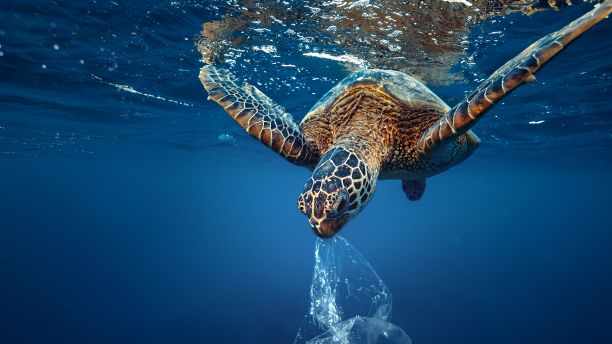 Adult turtle in ocean eating plastic bag