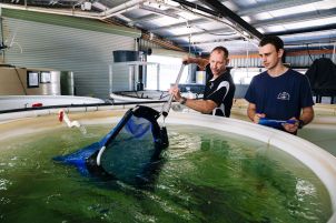 Marine aquaculture science MARF 2020 image