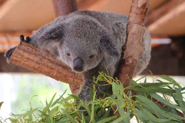 A koala reaches down to eat some leaves