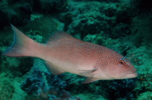 Common coral trout Photo: David Williamson, JCU