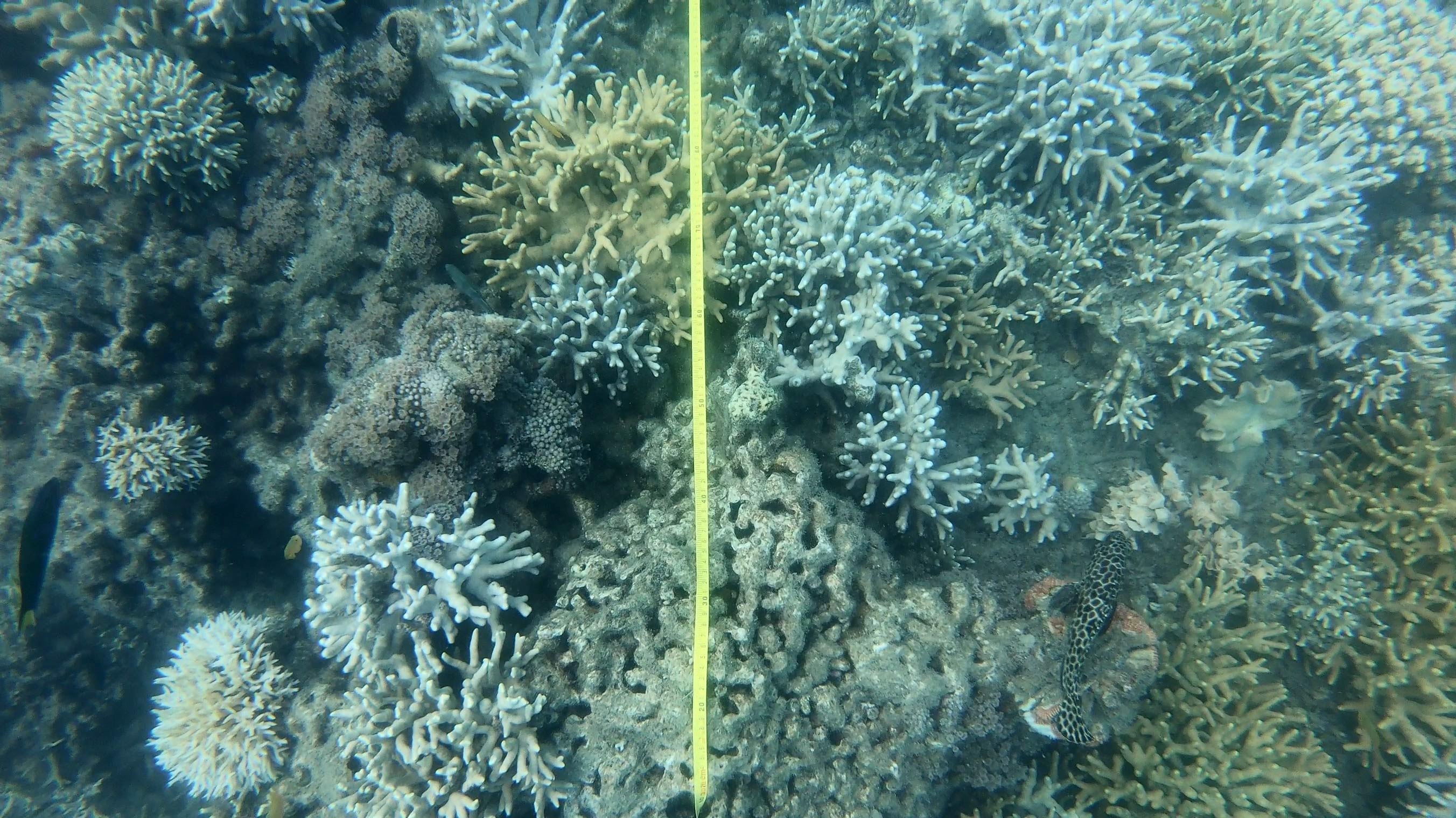 coral with a tape measure laid over it